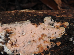 Steccherinaceae