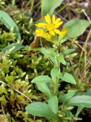 Solidago virgaurea