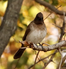 Pycnonotus barbatus tricolor
