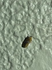 Ponometia venustula