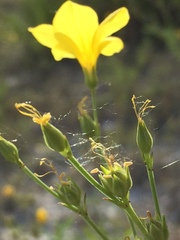 Linum ucranicum