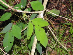 Desmodium