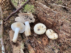 Russula crassotunicata