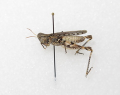 Eupnigodes sierranus