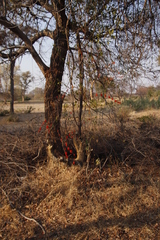 Combretum platypetalum