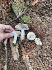 Russula crassotunicata