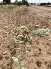 Asclepias erosa