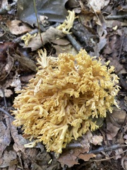 Ramaria rasilispora