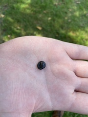 Parajulidae