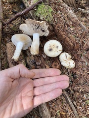 Russula crassotunicata