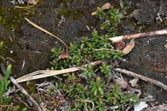 Kalmia procumbens