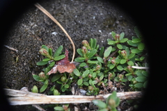Kalmia procumbens