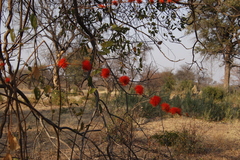 Combretum platypetalum