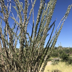 Fouquieria splendens