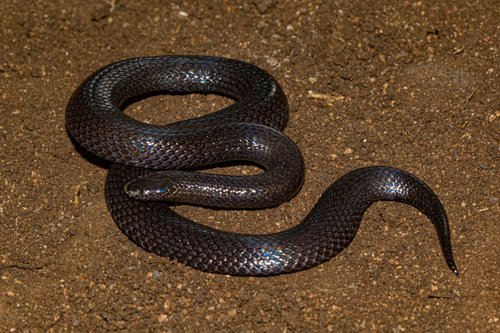 Dwarf Wolf Snake