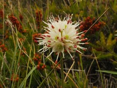Allium ericetorum