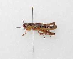 Melanoplus marginatus