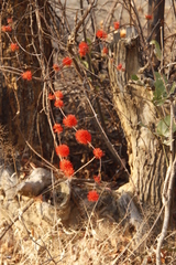 Combretum platypetalum