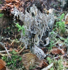 Clavulina cinerea