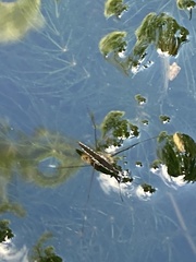 Limnoporus canaliculatus