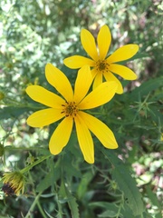 Bidens aristosa