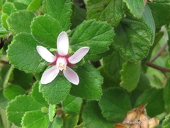 Pterostemon mexicanus