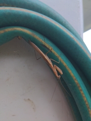 Schizomantodea