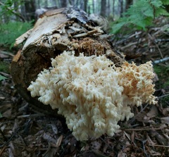 Hericium