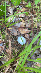 Leucocoprinus fragilissimus