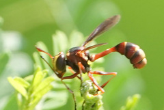 Physocephala sagittaria