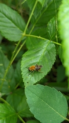 Pterallastes thoracicus