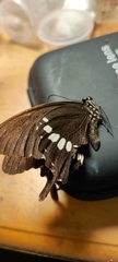 Papilio polytes