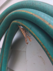 Schizomantodea