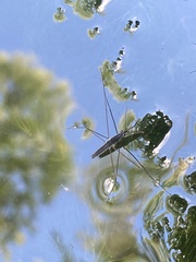 Limnoporus canaliculatus