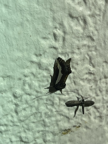 staghorn cholla moth
