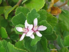 Pterostemon mexicanus