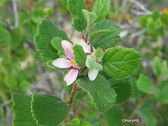 Pterostemon mexicanus