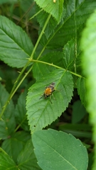 Pterallastes thoracicus