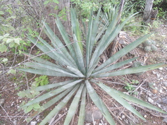 Agave vivipara