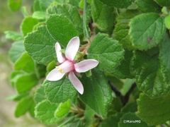 Pterostemon mexicanus