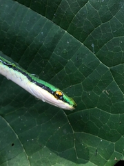 Leptophis mexicanus