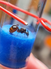 Aphaenogaster takahashii