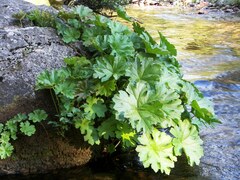Darmera peltata