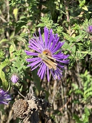 Atalopedes campestris