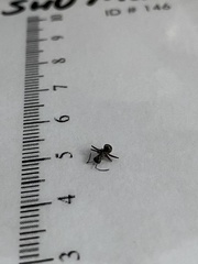 Formicinae