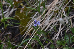 Veronica wormskjoldii