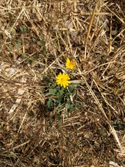 Agoseris apargioides