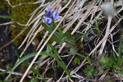 Veronica wormskjoldii