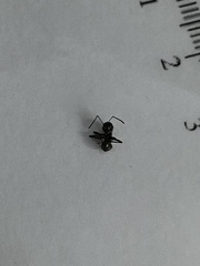 Formicinae