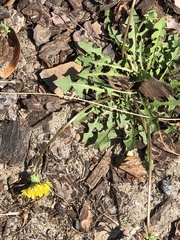Taraxacum officinale